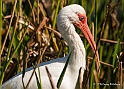 White Ibis_MEX6361